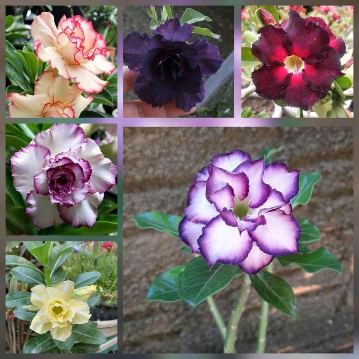 paket 6 bunga adenium - bibit bunga adenium - pohon adenium - kamboja jepang - pohon kamboja jepang 