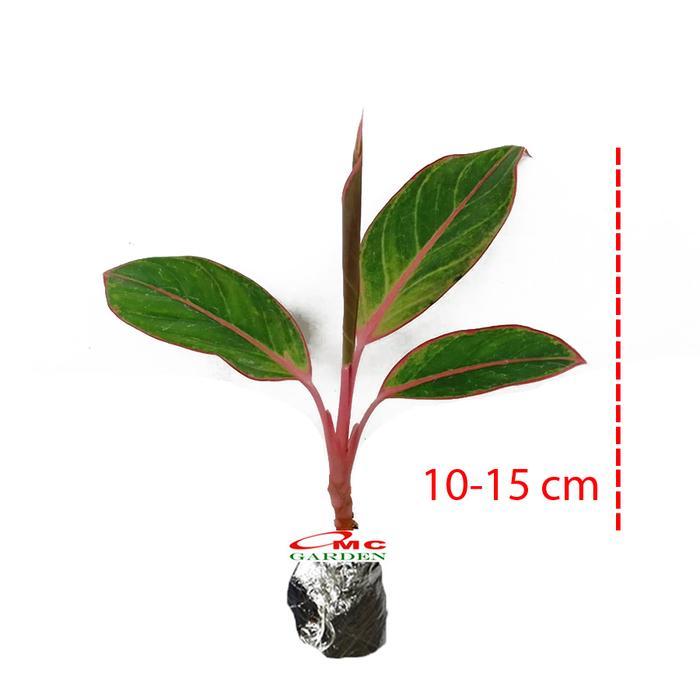 Aglonema Pink Lipstick Lipstik Merah Muda Siam Aurora Sri Rejeki 1015 Best