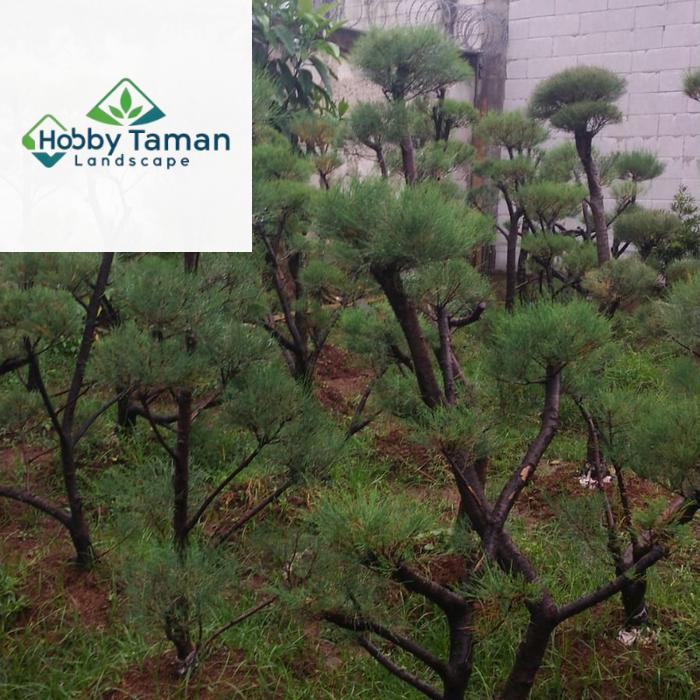 bonsai cemara udang 2 meter