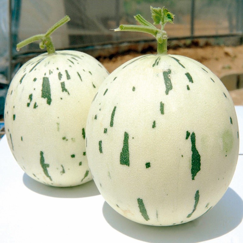 Victory Seed Bibit Benih Buah Melon dalmation (Isi 1 Biji)