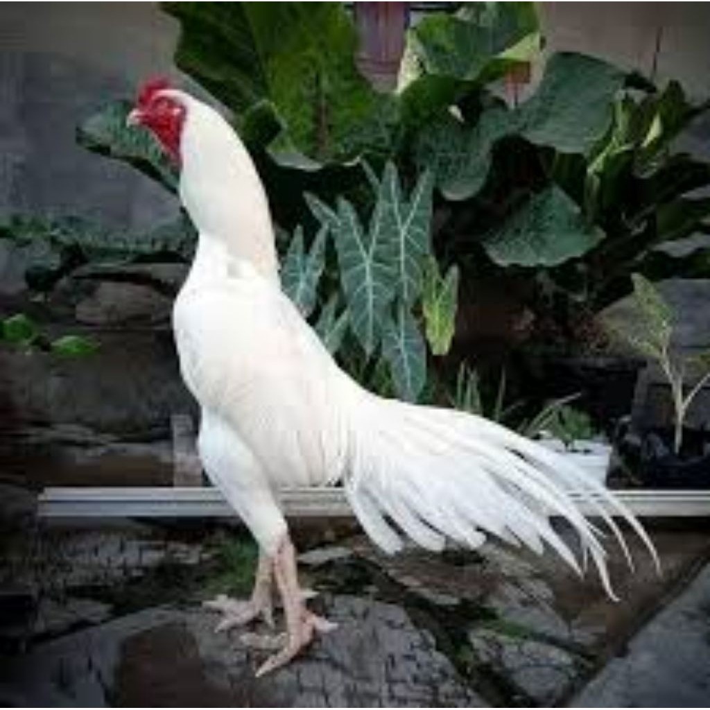 Telur Ayam Bangkok Bulu Putih  Mulus ORI Fertil siap untuk ditetaskan