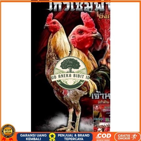 Telur fertil ayam aduan yokeree x ninja kualitas super / mangon iq /pama iq / mangon vip / pama vip 