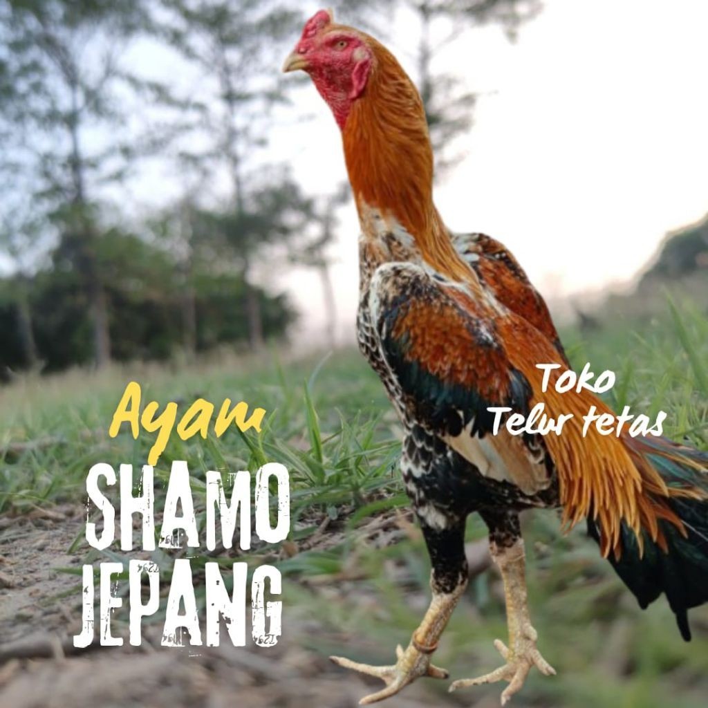 TELUR AYAM SHAMO JEPANG ORI PETARUNG UNTUK DITETASKAN