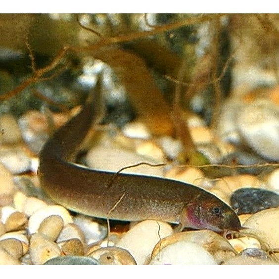 Black Kuhli Loach Algae Eater / Ikan Hias Aquascape Terbaru