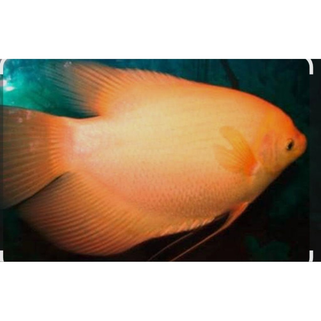 Hiasan aquarium 5=GURAMI KUNING/PADANG ayak 10