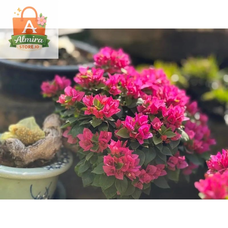 Bougenville Singapore Pink Daun Ijo Ori Berakar Lebat