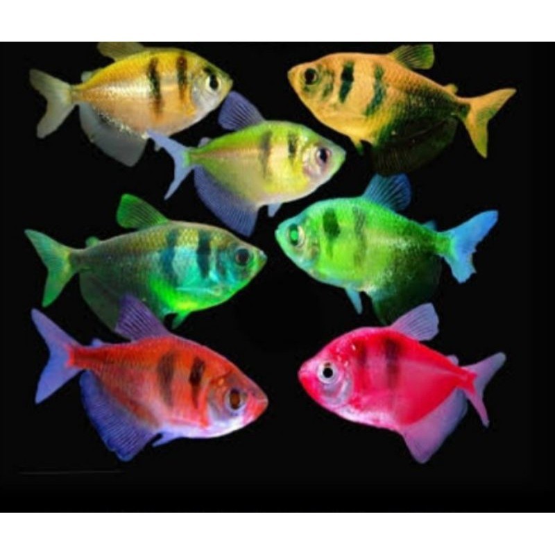 MG Glow fish belang / Tiger fish perpaket isi 10 ekor RANDOM sesuai ikan yang ready gaes