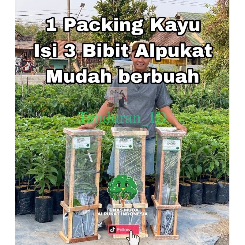 PAKET 3 BIBIT ALPUKAT MUDAH BERBUAH 1 PETI FULL MEDIA + PACKING KAYU