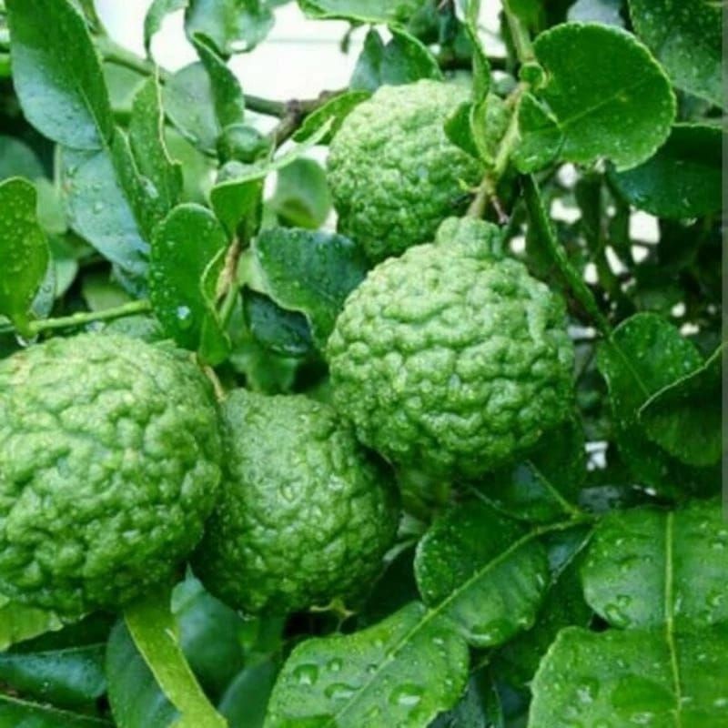 BIBIT JERUK PURUT OKULASI ASLI CEPAT BERBUAH