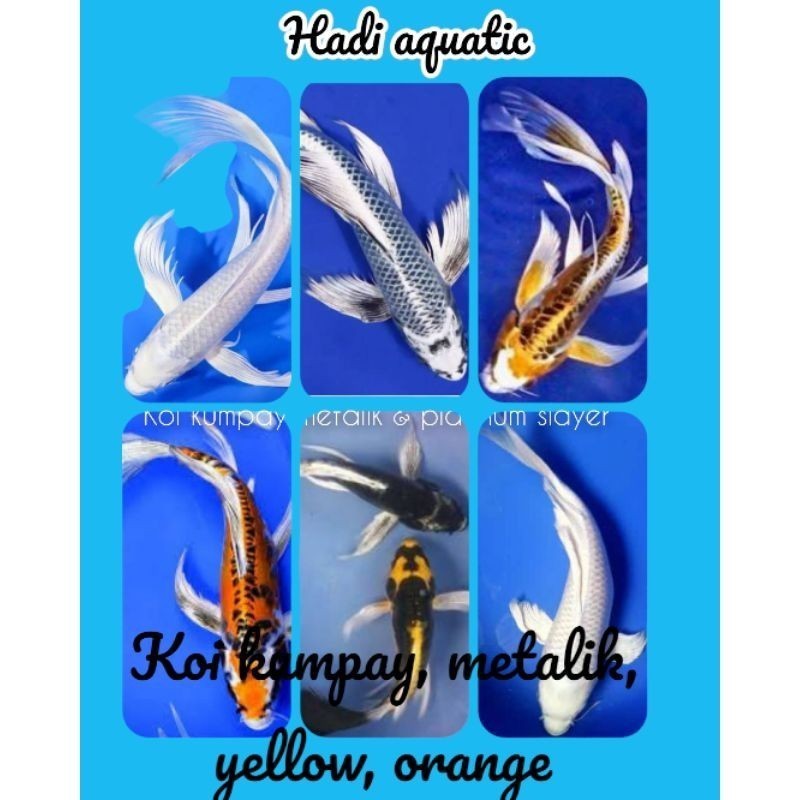 ko1 Ikan  koi kumpay metalik & platinum slayer BERGARANSI JAWA ONLY