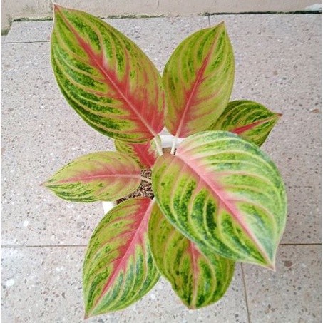 Aglonema Andini Tanaman Hias Dewasa Rimbun