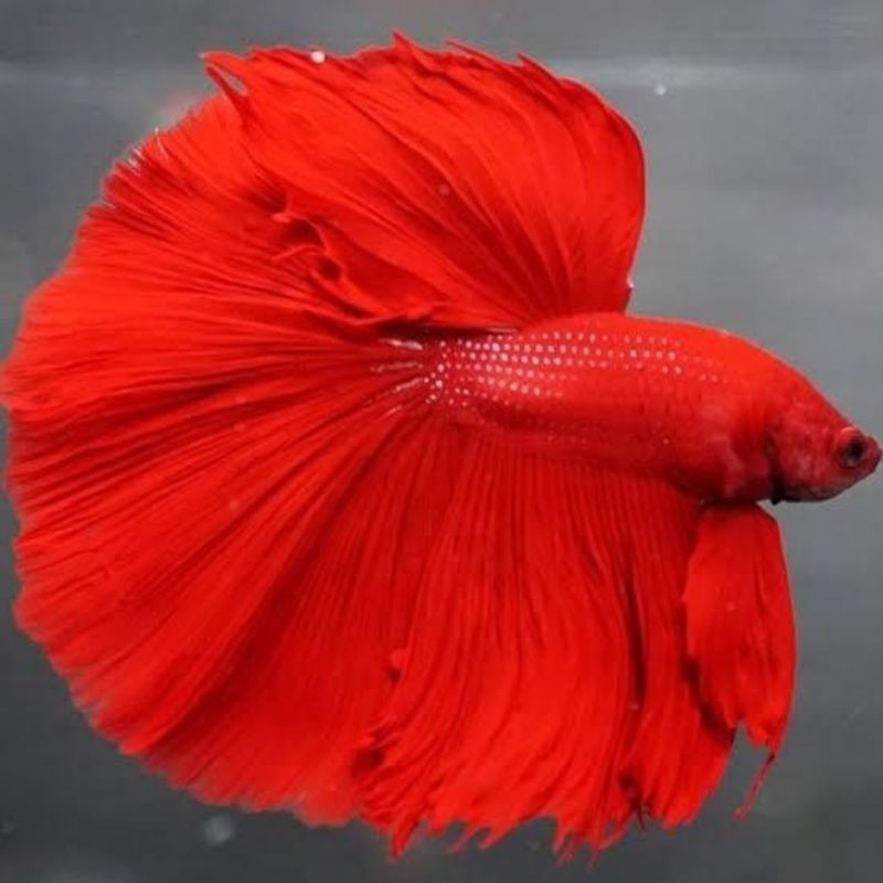 Ikan cupang Halfmoon Super Red bisa