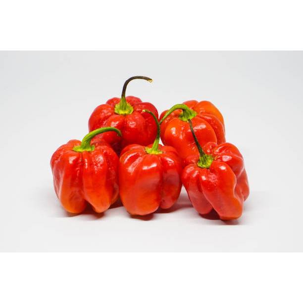 PASTI BONUS - Bibit Cabai Katokkon