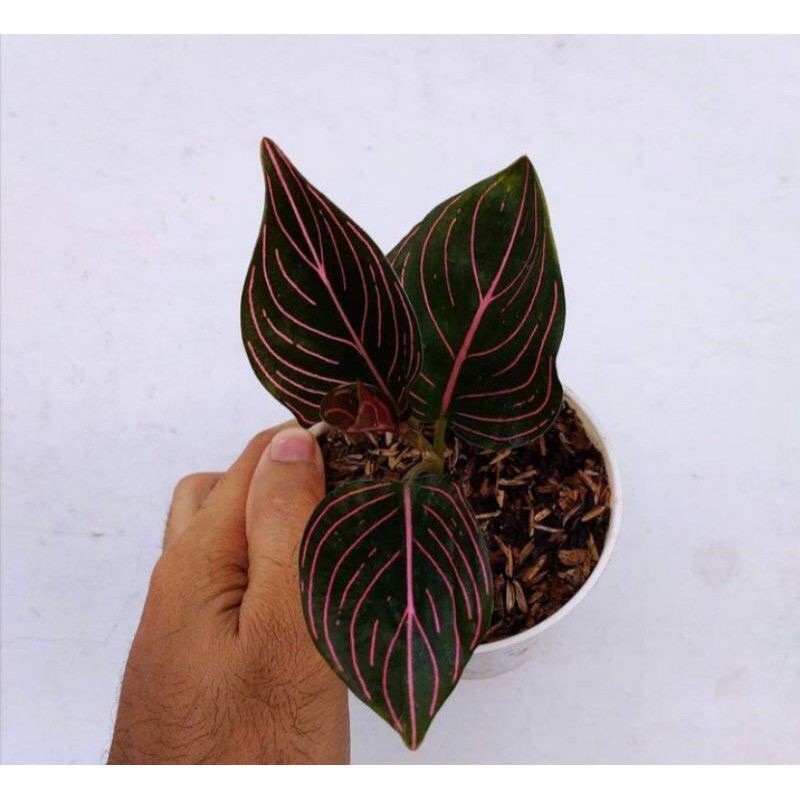 ( BISA COD ) aglonema rotundum aceh anak 2-4daun - rotundum aceh MURAH