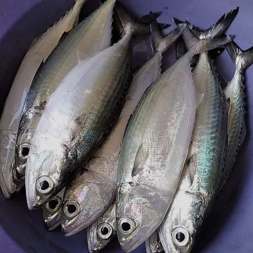 Ikan Kembung Banjar Segar Seafood Hasil Laut Segar