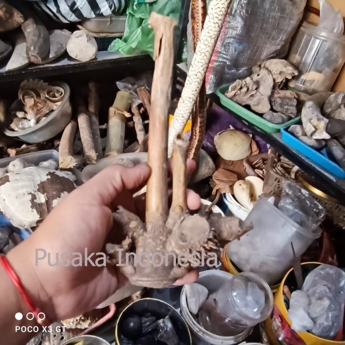 pohon bambu kebberuntungan tuwuhan bk megantra sengkelelat lar manga bisa dibandingkan dgn toko yg l