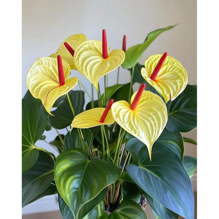 TANAMAN HIAS ANTHURIUM MICKEY MOUSE BUNGA KUNING