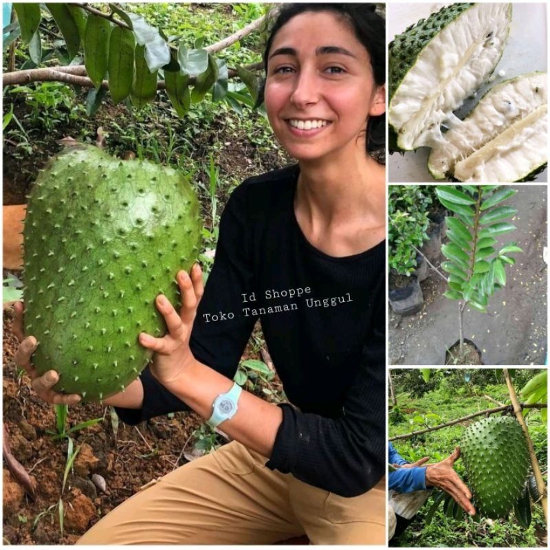 Bibit Sirsak Madu Jumbo Cangkok 60cm Cepat Berbuah Unggul Siap Tanam Tabulampot Super