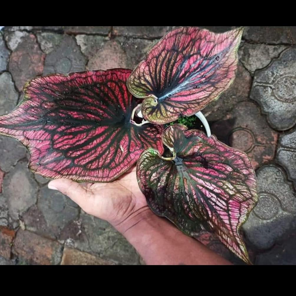 Umbi Caladium Airlangga - keladi hias hybrid import thailand