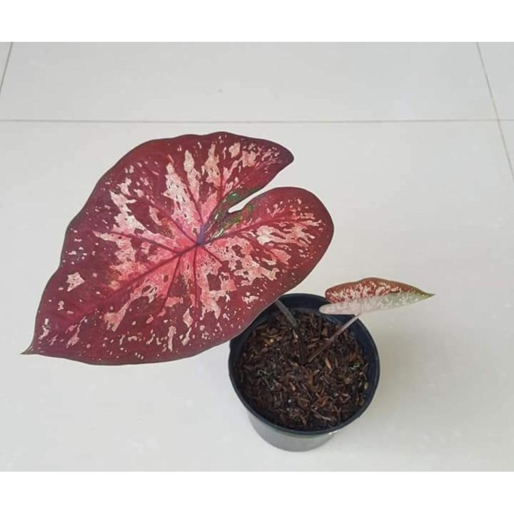 Umbi Caladium Hybrid batik merah - keladi hias hybrid import thailand