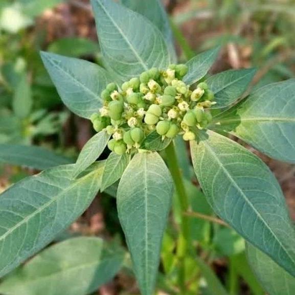 Bibit tanaman herbal hidup daun kate mas / suduk mentul diet alami