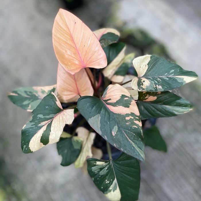 Tanaman hias homalomena pink diamond varigata - Homa pink diamond varigata