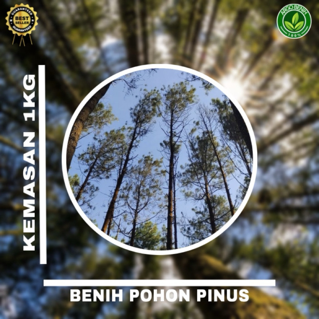 Benih Biji Pohon Pinus Merkusii 1kg siap semai Biji Tanaman Pinus Merkusii - BONUS 100 GRAM