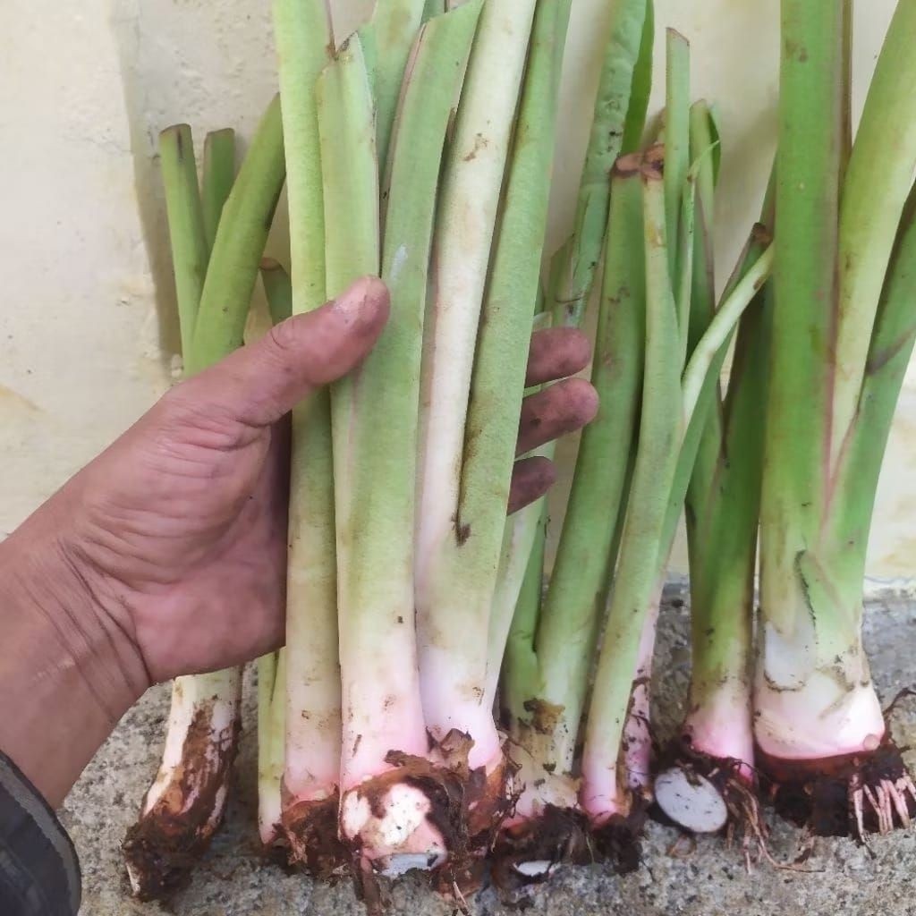 bibit talas bogor, talas pratama f1 kualitas super, per 1 bibit