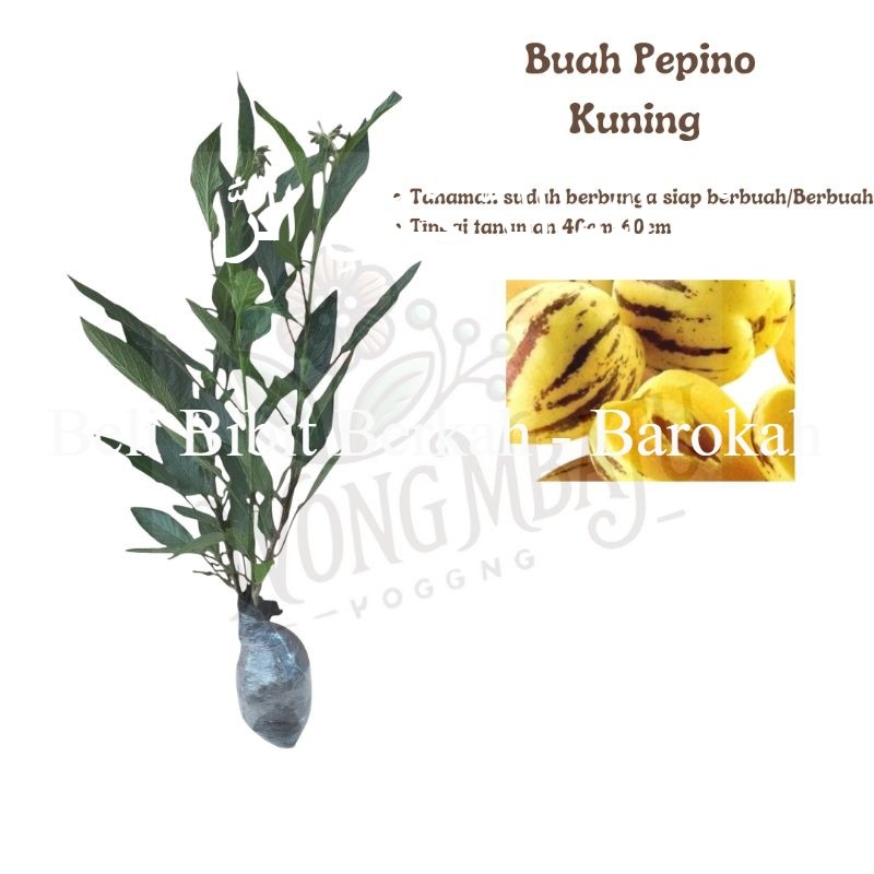 Bibit Tanaman Buah Pepino Kuning Pepino Melon