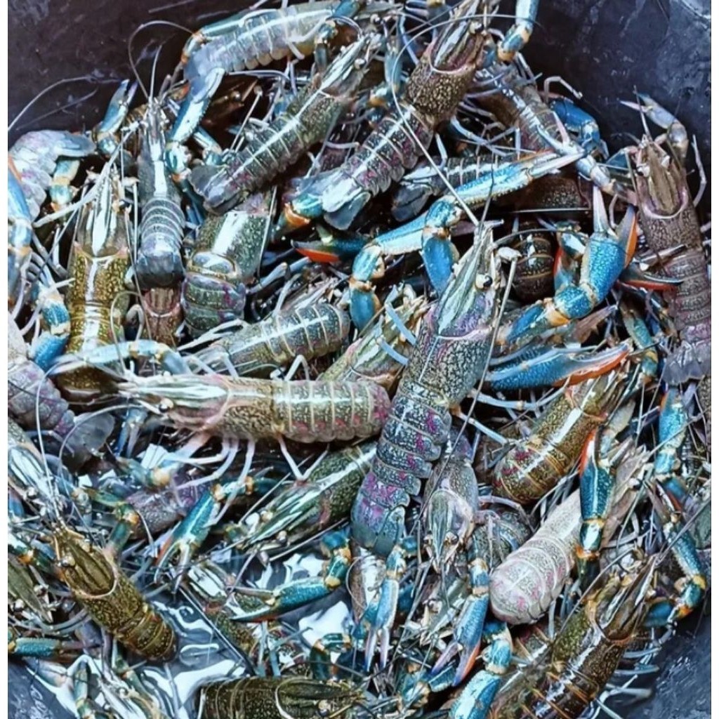 prodak mainan Lobster air tawar redclaw 3inch