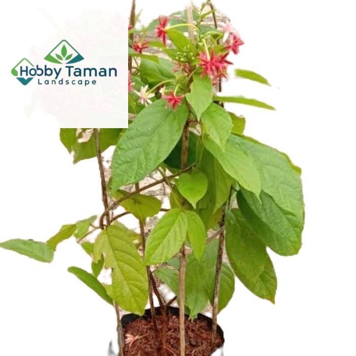 tanamanhias melati belanda - tanaman bunga melati belanda - bunga melati belanda - tanaman rambat Al