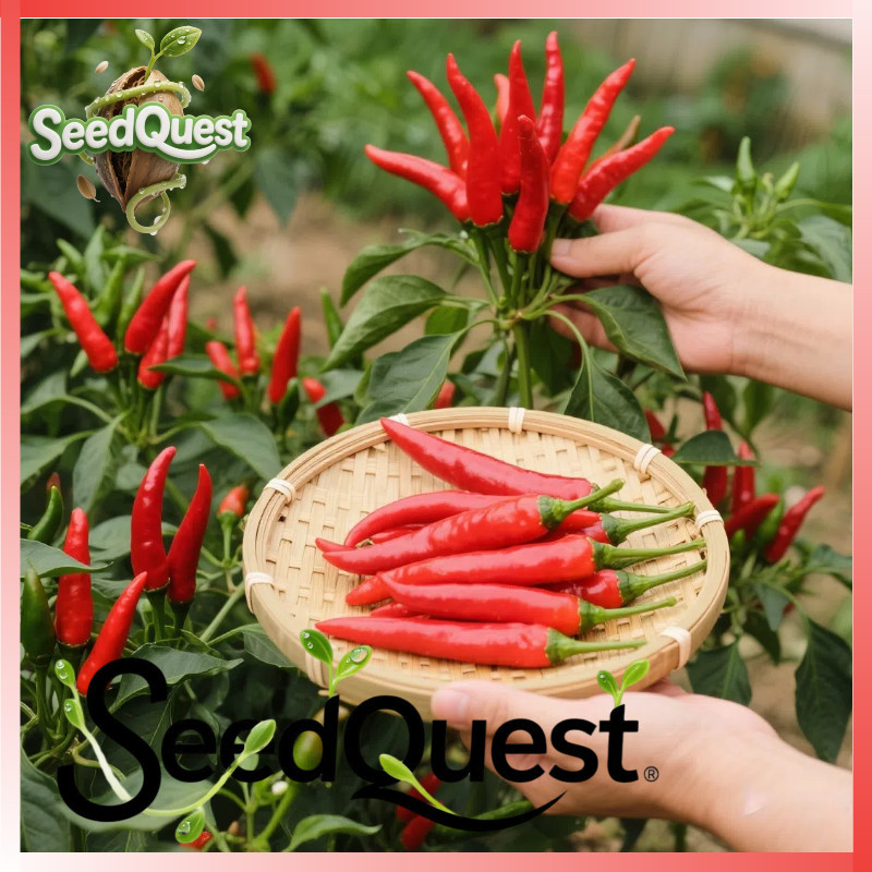 100% Original 50pcs Super Spicy Siling Labuyo Seeds F1 Red Hot Chili Pepper Seeds for Planting Veget