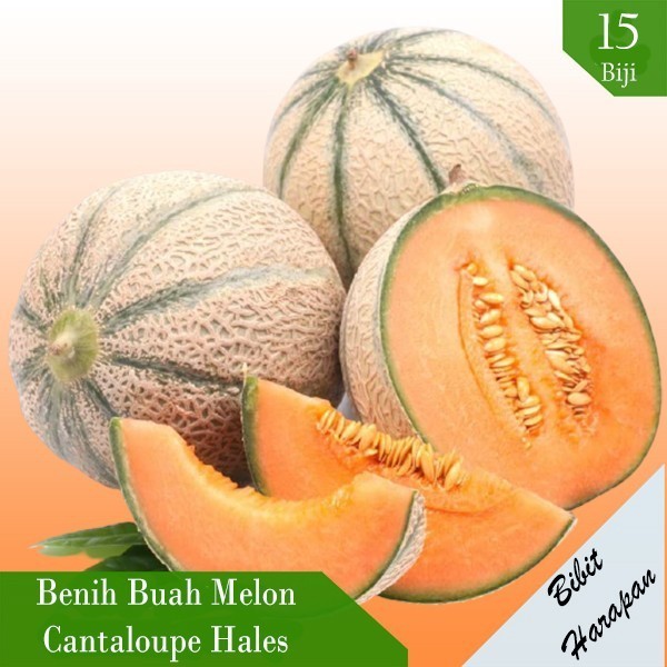 30Bibit Benih Melon Cantaloupe Hales Best Jumbo Biji Melon Bibit Buah