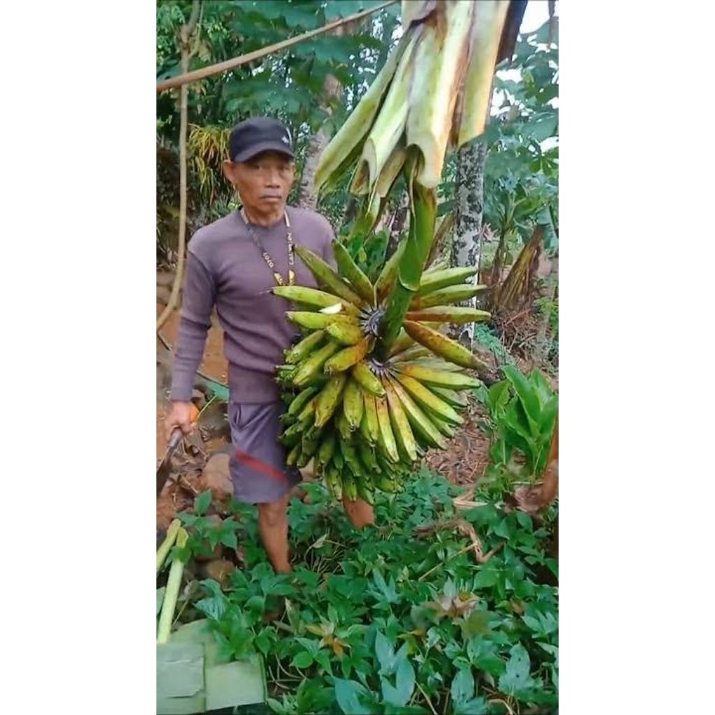 BIBIT PISANG RAJA LAWE (ASLI) ORIGINAL