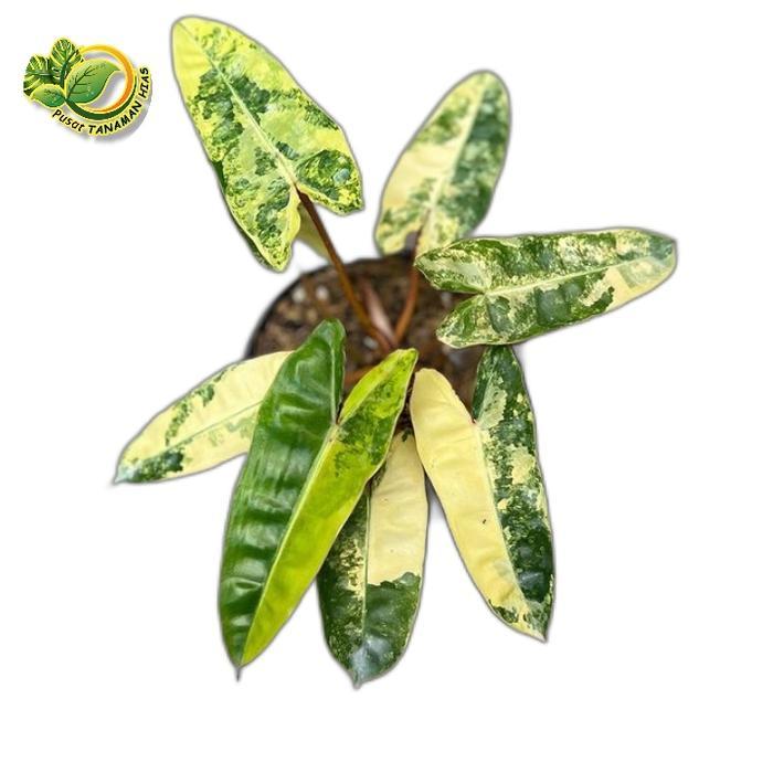 tanaman hias philodendron billietiae varigata pohon philodendron kabelbusi varigata