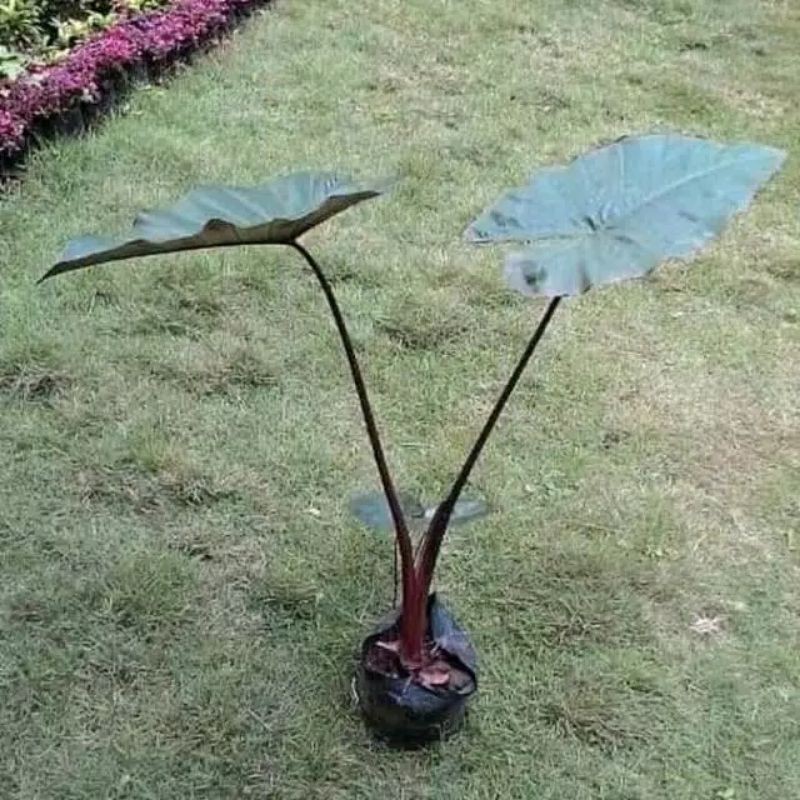 alocasia sente hitam/sente wuling