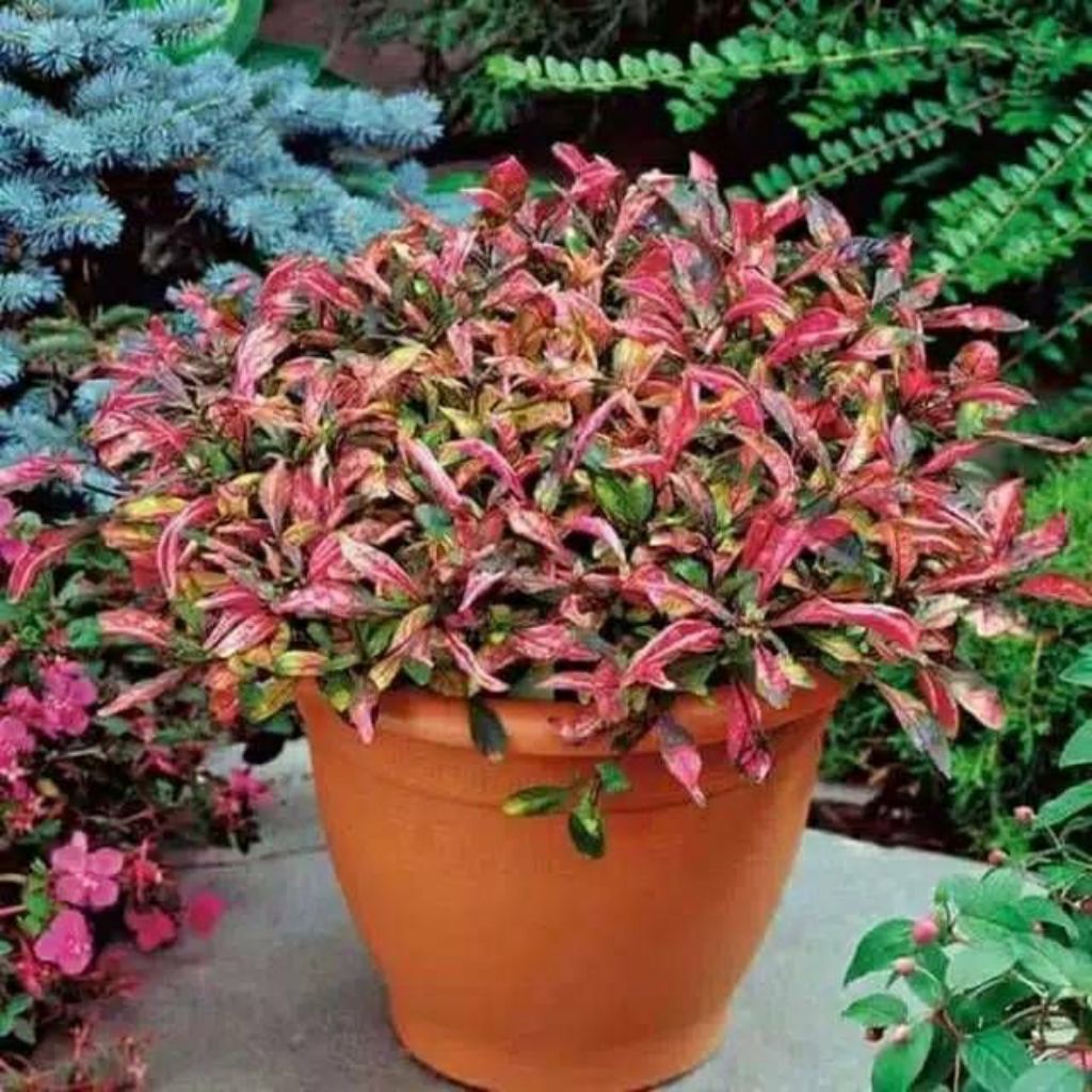 TANAMAN HIAS KROKOT MERAH SUPER RIMBUN SIAP TANAM MUDAH DI RAWAT