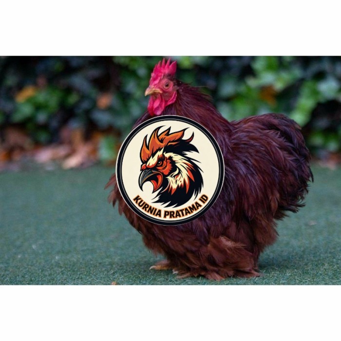 Telur ayam hias bantam chocin fertil asli siap ditetaskan - bantam chocin KURNIA PRATAMA ID