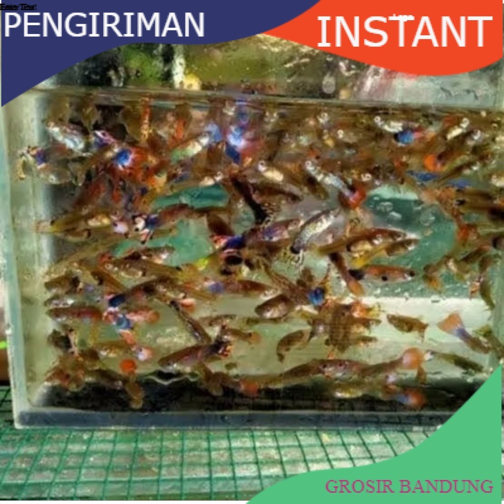 bibit ikan guppy cendolan per 10 ekor  GROSIR BANDUNG