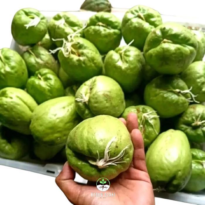 Bibit Labu Siam Baby Unggulan Siap Tanam