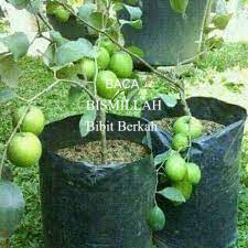 Bibit Buah Apel India Bibit Apel Putsa Okulasi Unggul Cepat Berbuah