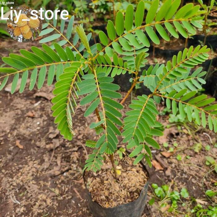 Bibit tanaman kembang turi putih