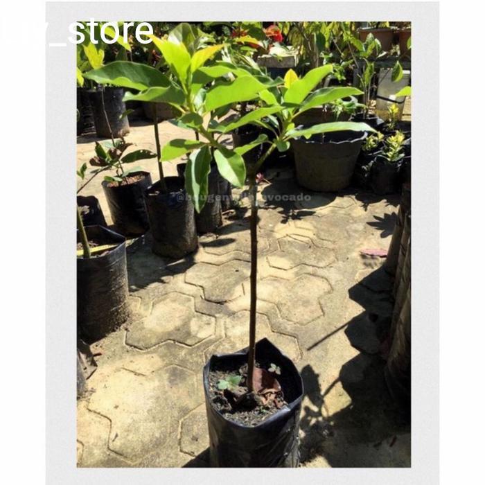 Bibit Alpukat Lilin Sinka - Okulasi - Alpukat Unggul tinggi ± 75 cm