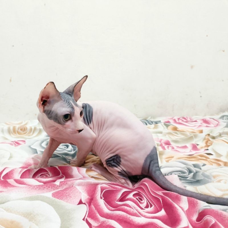 kucing Sphynx jantan dan betina