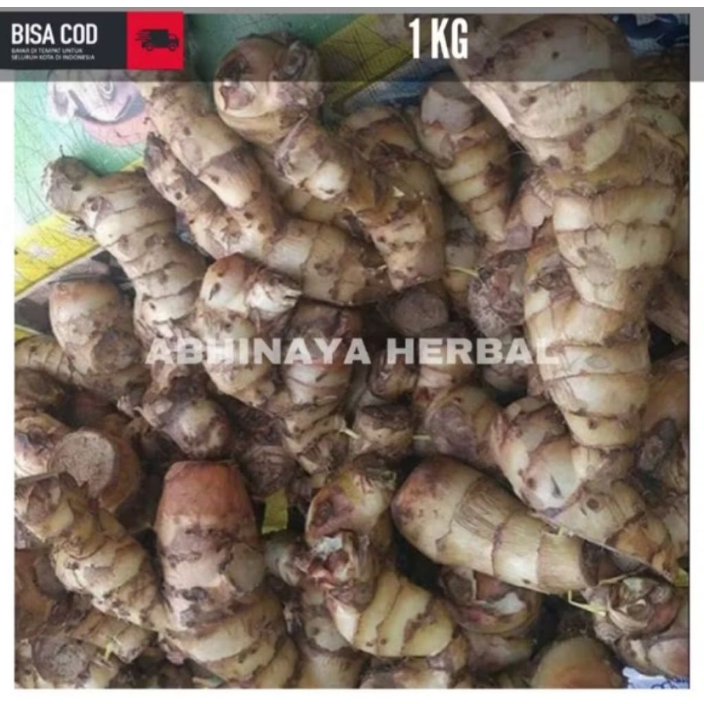 Umbi ganyong segar / umbi ganyong fresh 1kg