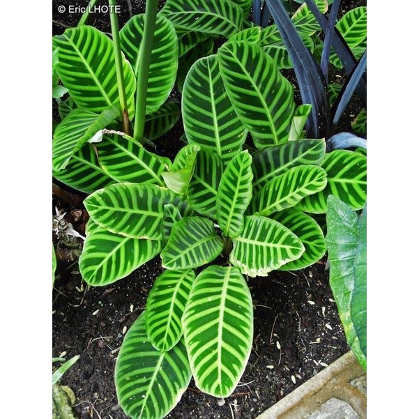 { BISA COD } TANAMAN HIAS CALATHEA ZEBRINA JUNGLE VELVET - TANAMAN HIAS CALATHEA