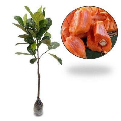 Bibit Buah Nangka Madu Jumbo Cepat Berbuah Unggul Tabulampot