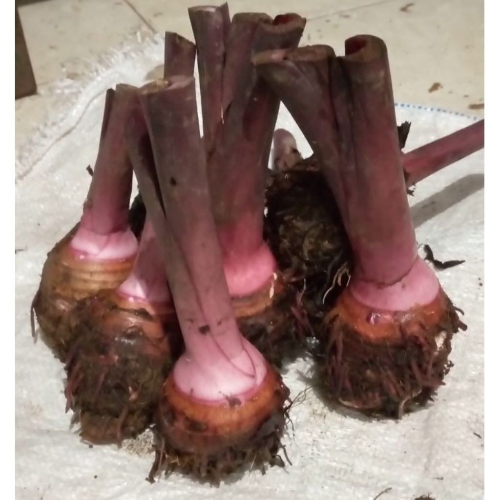 BUMI_RASA Talas pratama umbi talas pratama talas kimpul segar bersih /1kg