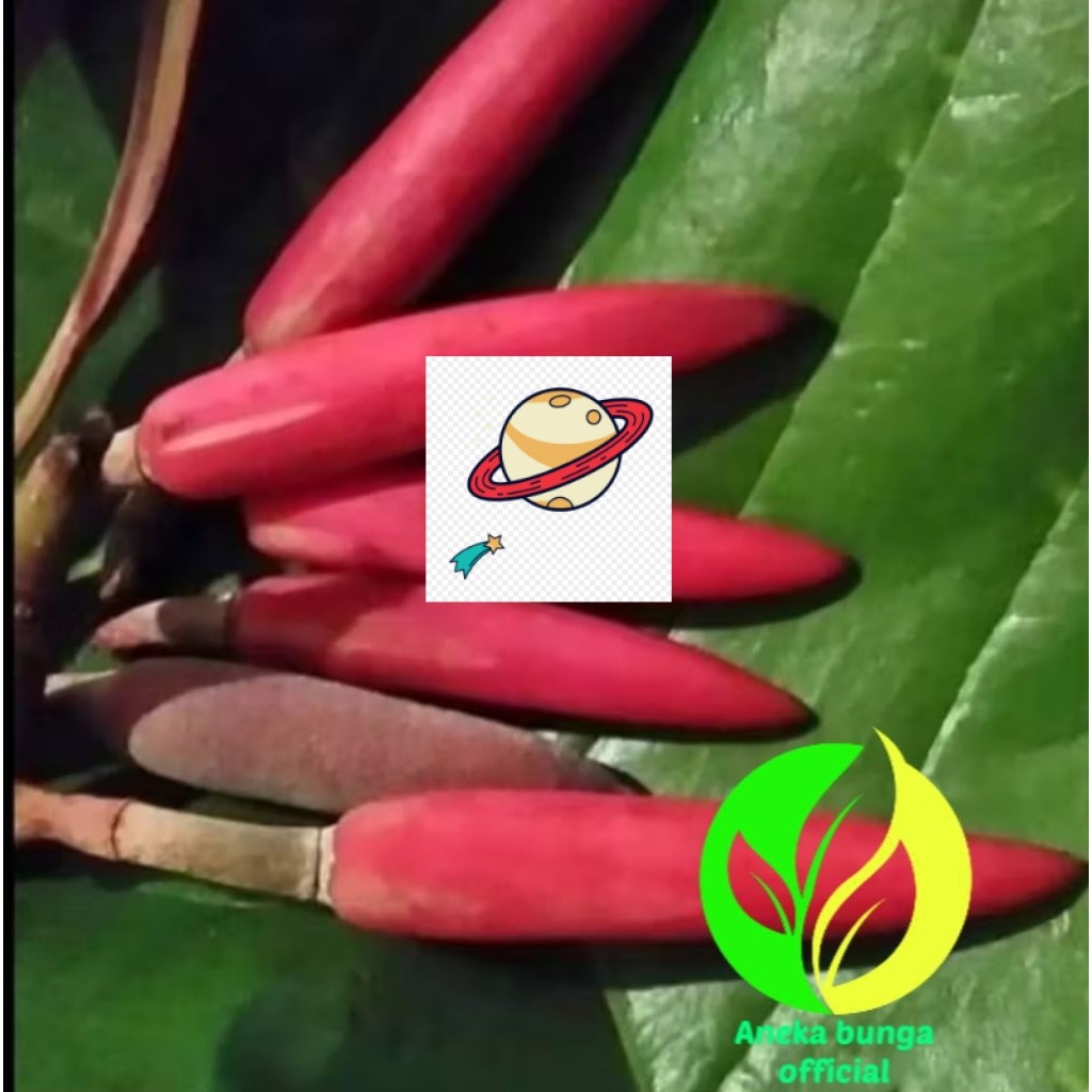 POHON BUNGA KANTIL MERAH TINGGI ± 1 METER / TANAMAN HIAS BUNGA KANTIL 1 METER