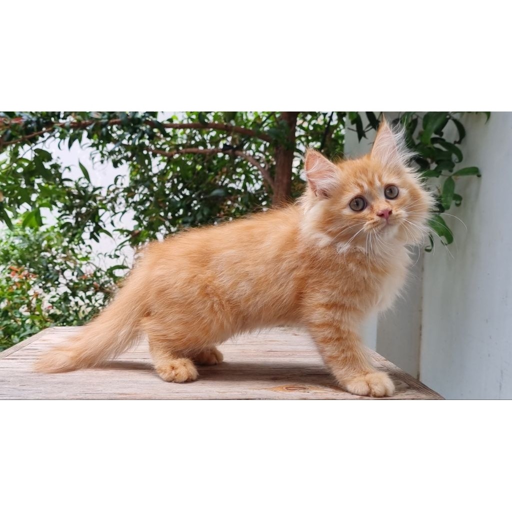 KUCING PERSIA MEDIUM BETINA 2 BULAN RED TABBY